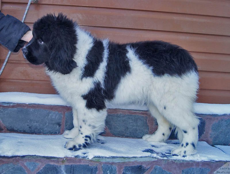 Фото: ньюфаундленд Super Bizon Miroslava (Супер Бизон Мирослава)