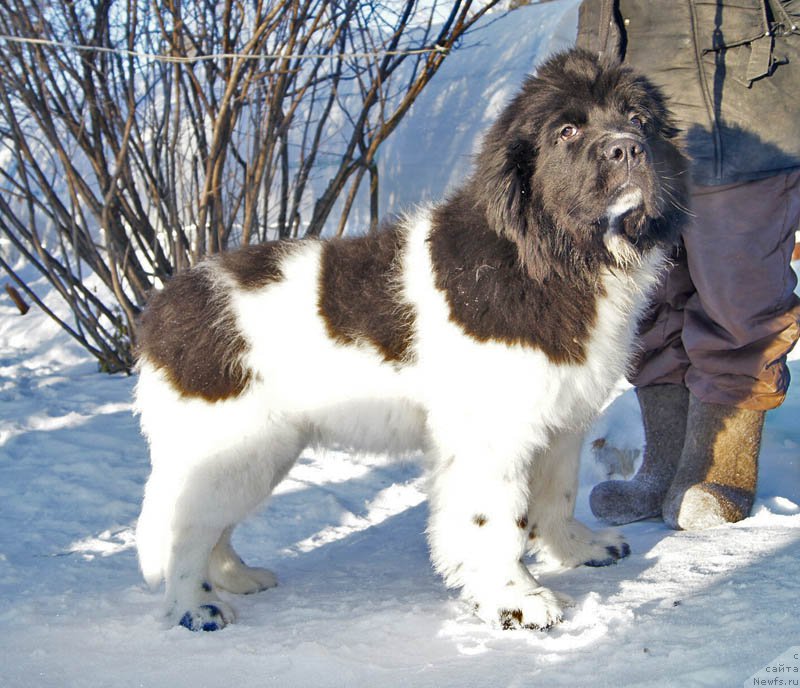 Фото: ньюфаундленд Super Bizon Miroslava (Супер Бизон Мирослава)