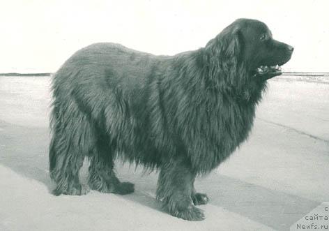 Фото: ньюфаундленд Del'vi Devol'f (Дельви Девольф)