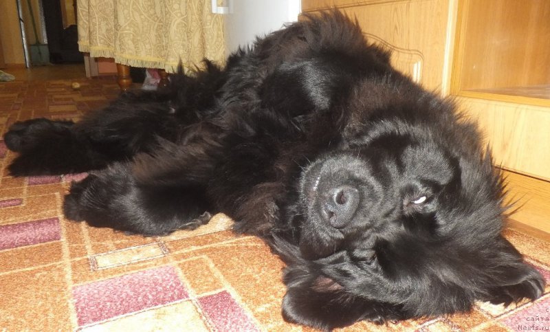 Фото: ньюфаундленд Super Bizon Lauthani Layma (Супер Бизон Лаутхани Лайма)