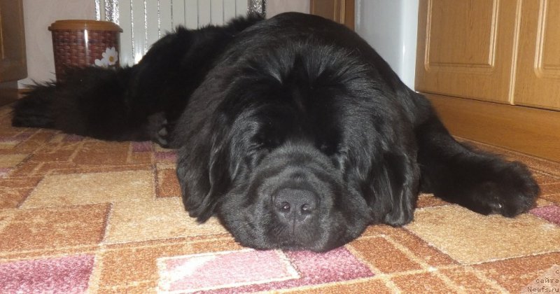 Фото: ньюфаундленд Super Bizon Lauthani Layma (Супер Бизон Лаутхани Лайма)