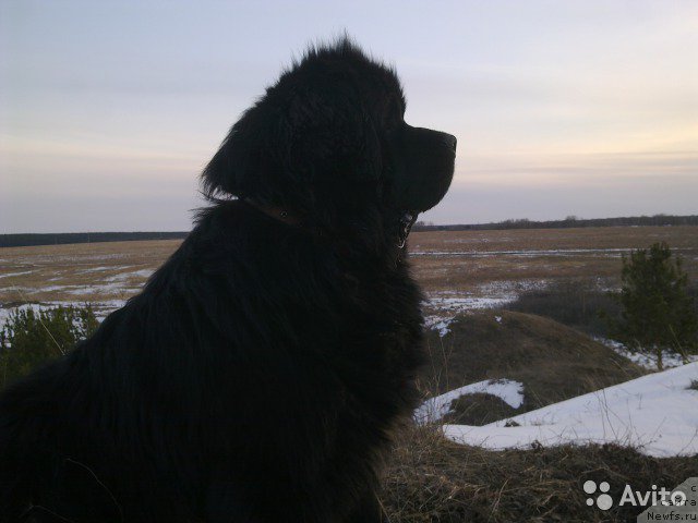 Фото: ньюфаундленд Super Bizon Jerar (Супер Бизон Жерар)