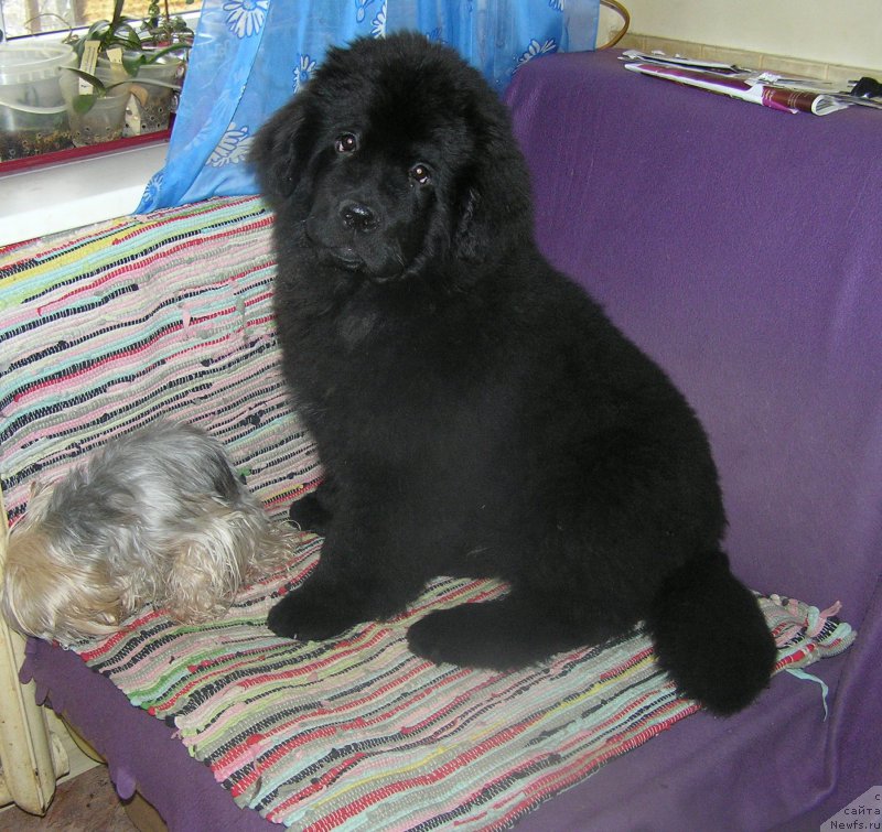 Фото: ньюфаундленд Bylinnaya Marfa s Berega Dona (Былинная Марфа с Берега Дона)