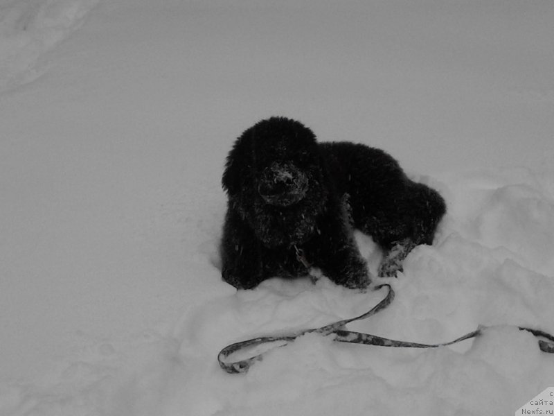 Фото: ньюфаундленд Bylinnaya Marfa s Berega Dona (Былинная Марфа с Берега Дона)