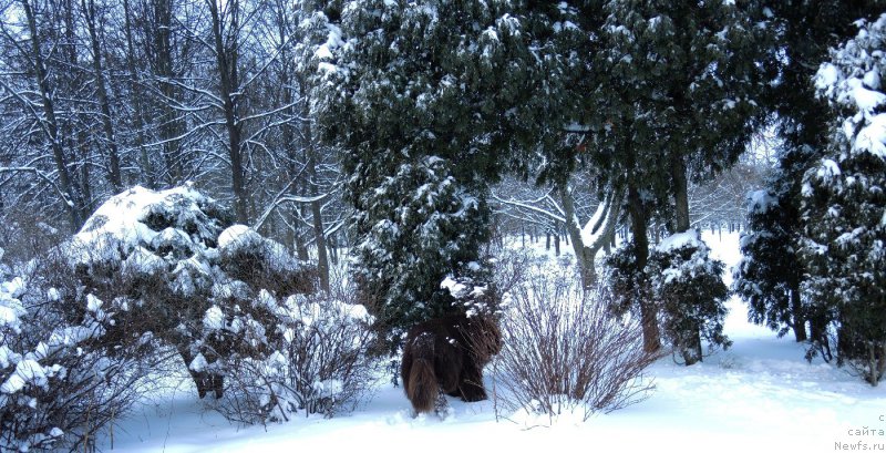 Фото: ньюфаундленд Aquatoriya Kelvin Heather Honey (Акватория Келвин Хизер Хани)