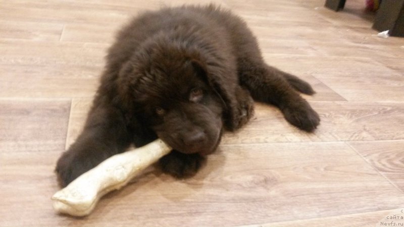 Фото: ньюфаундленд Nikol Gold Star (Николь Голд Стар)