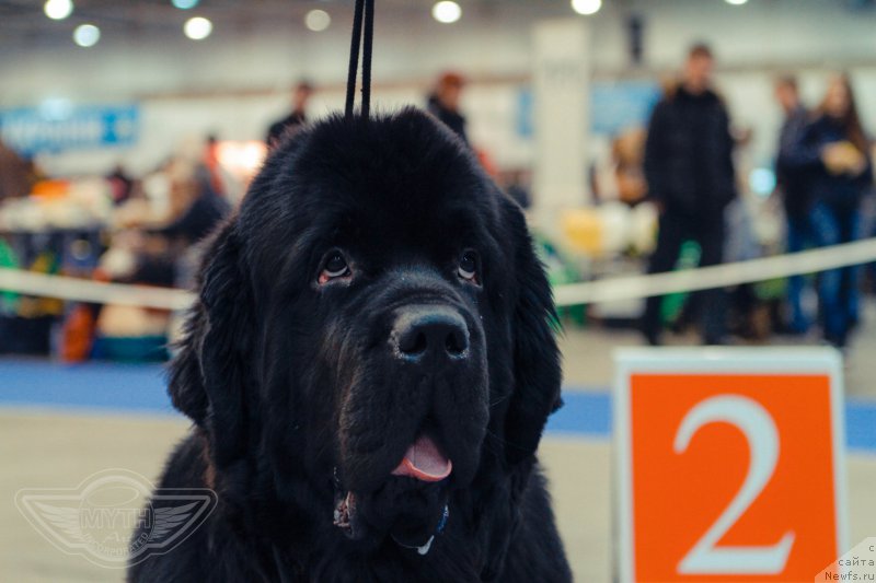 Фото: ньюфаундленд On Aroll Midnight Bear