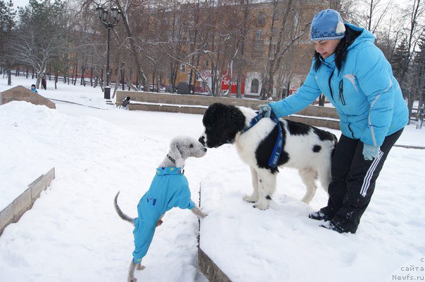 Фото: ньюфаундленд Mag Ispolin Obi-Van Kenobi (Маг Исполин Оби-Ван Кеноби)