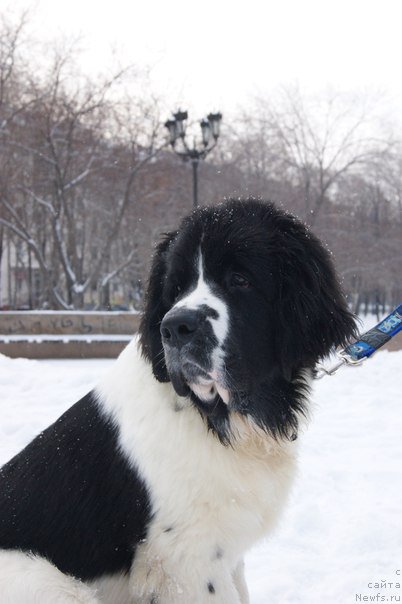 Фотография № 171083