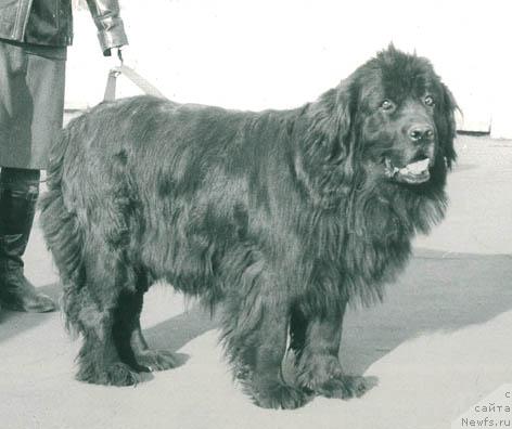 Фото: ньюфаундленд Mirta Lakdar (Мирта Лакдар)