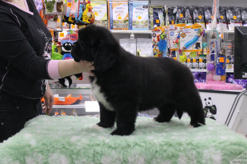 Фотография № 171115