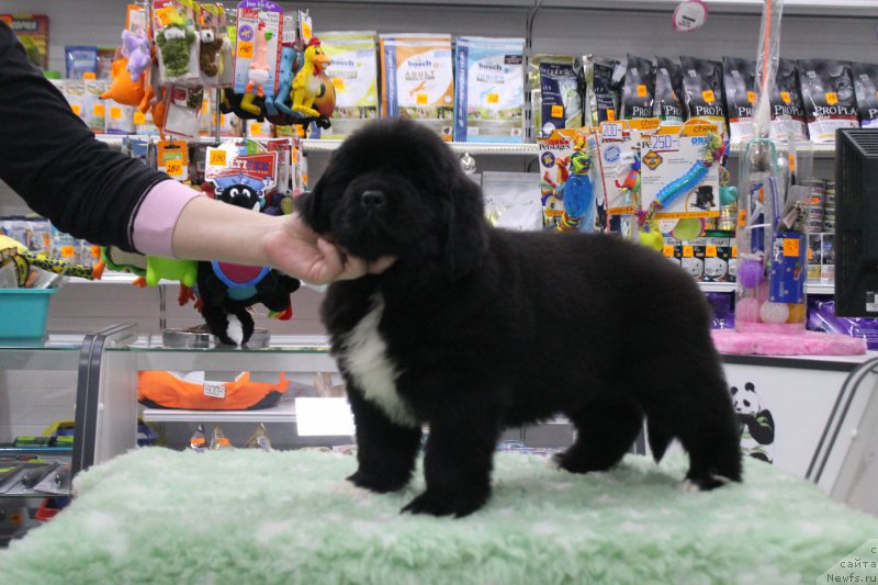 Фотография № 171116