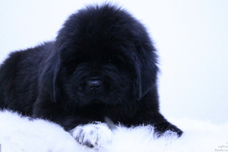 Фотография № 171119