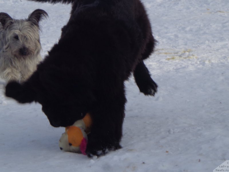 Фото: ньюфаундленд Viktorius Smayl (Викториус Смайл)