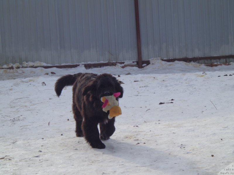 Фото: ньюфаундленд Viktorius Smayl (Викториус Смайл)