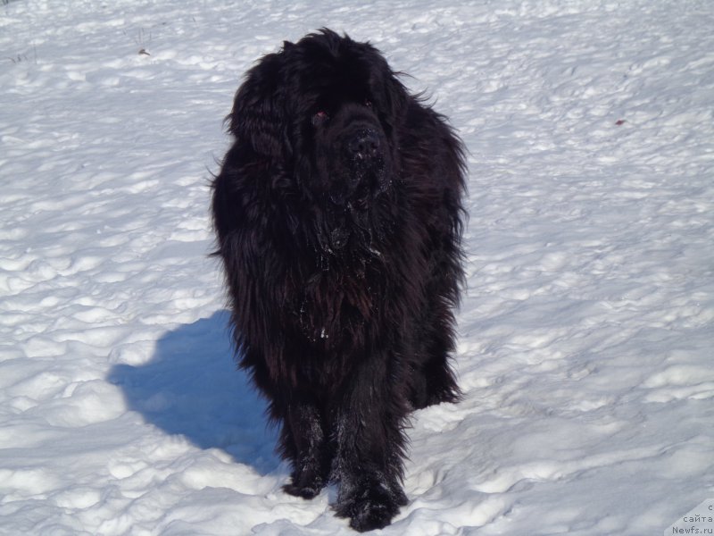 Фото: ньюфаундленд Super Premium Nao Del Trato (Супер Премиум Нао Дел Трато)