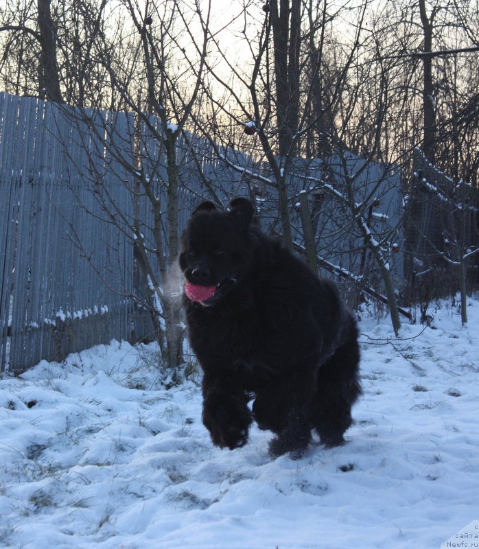 Фото: ньюфаундленд Beguschaya po Volnam Shaman (Бегущая по Волнам Шаман)