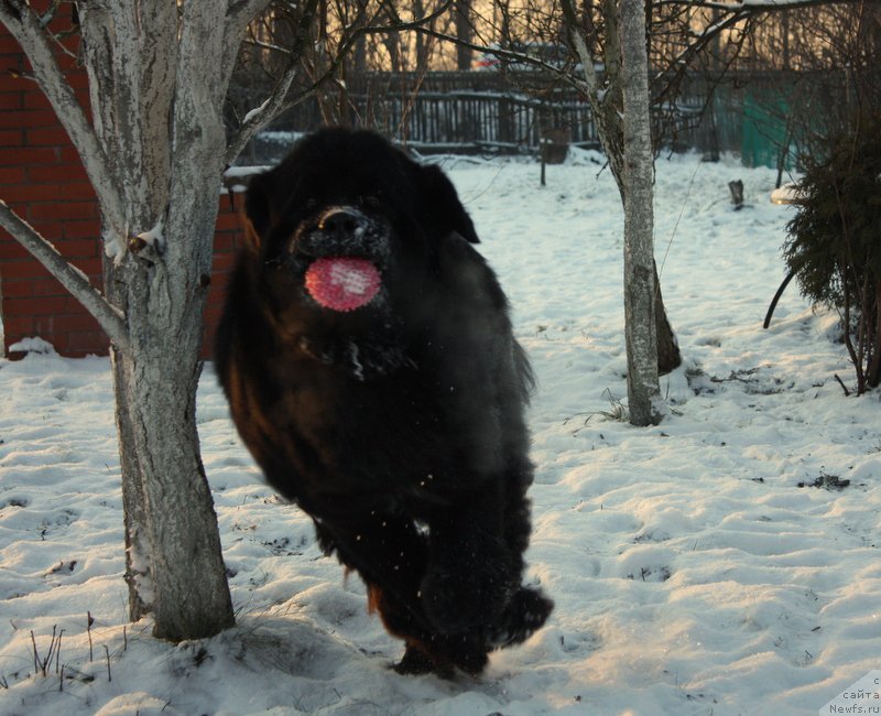 Фото: ньюфаундленд Beguschaya po Volnam Shaman (Бегущая по Волнам Шаман)