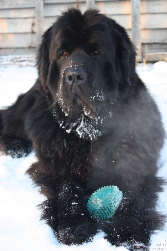 Фото: ньюфаундленд Beguschaya po Volnam Shaman (Бегущая по Волнам Шаман)