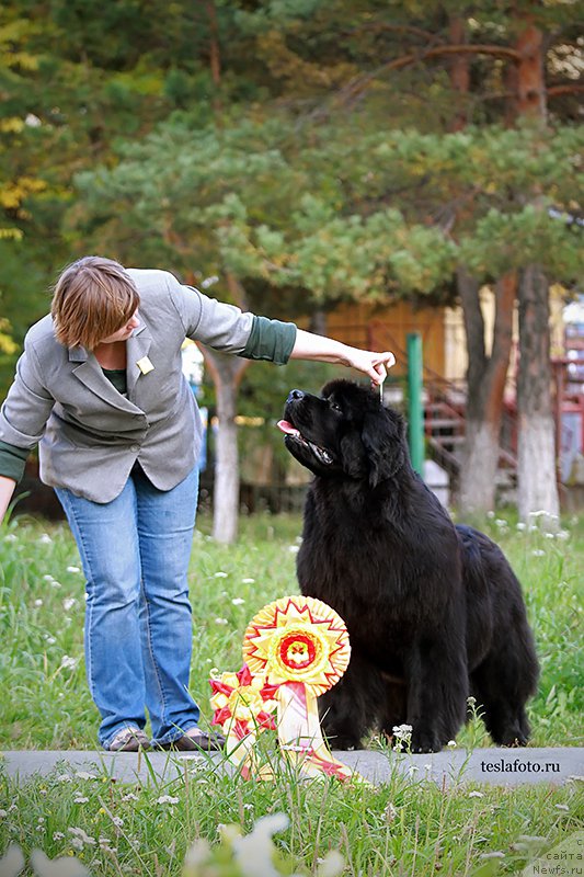 Фото: ньюфаундленд Aquatoriya Kelvin Undisputed Wins (Акватория Келвин Ундиспьютид Винс)