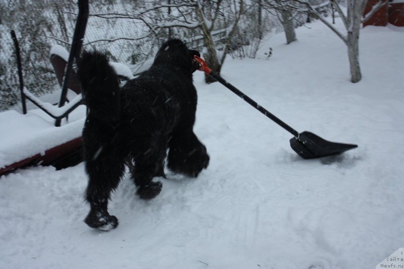 Фото: ньюфаундленд Beguschaya po Volnam Shaman (Бегущая по Волнам Шаман)