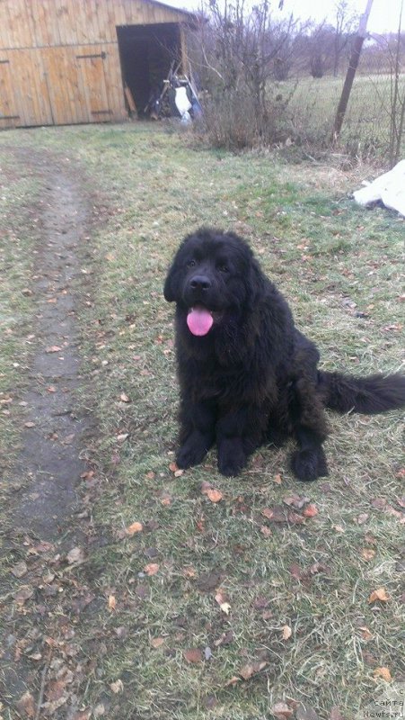 Фото: ньюфаундленд Aleks Huggi Bear Tika (Алекс Хугги Беар Тика)