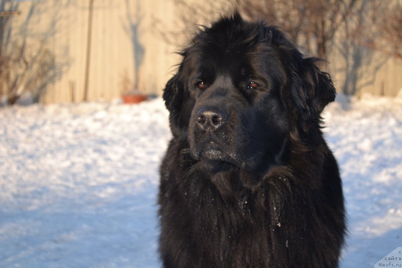 Фото: ньюфаундленд Talisman Morya Magiya Voln (Талисман Моря Магия Волн)