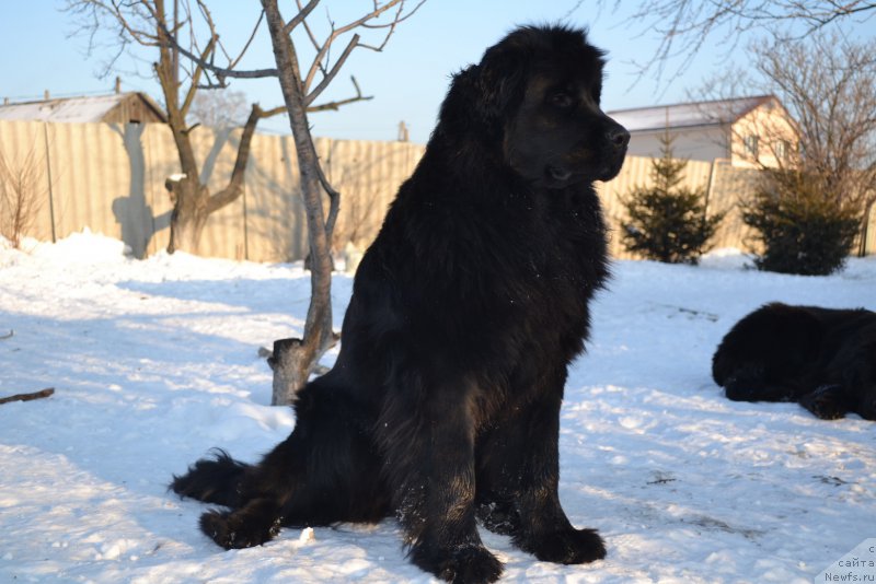 Фото: ньюфаундленд Talisman Morya Magiya Voln (Талисман Моря Магия Волн)