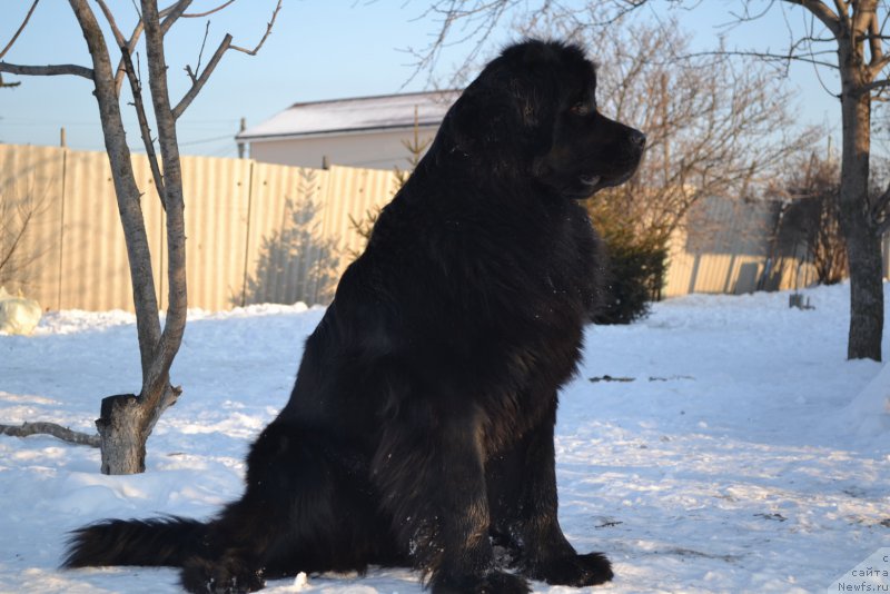 Фото: ньюфаундленд Talisman Morya Magiya Voln (Талисман Моря Магия Волн)