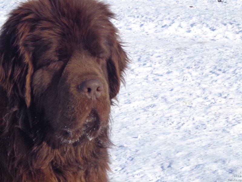 Фото: ньюфаундленд N'yufort YU'Severino (Ньюфорт Ю'Северино)