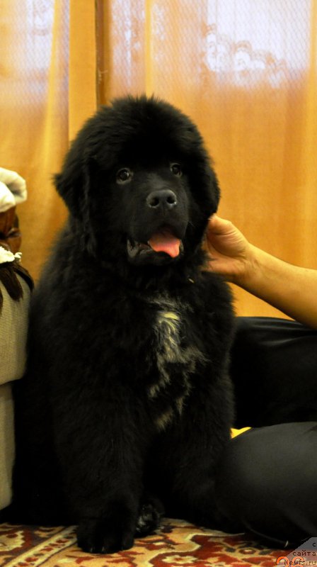 Фото: ньюфаундленд Ballada Zvezdnogo Dara s Berega Dona (Баллада Звездного Дара с Берега Дона)