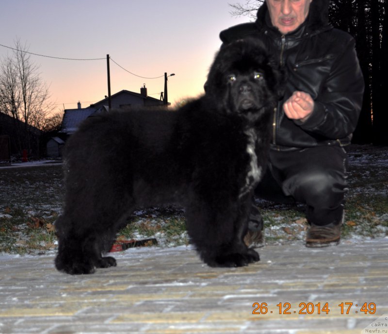 Фото: ньюфаундленд Ballada Zvezdnogo Dara s Berega Dona (Баллада Звездного Дара с Берега Дона)