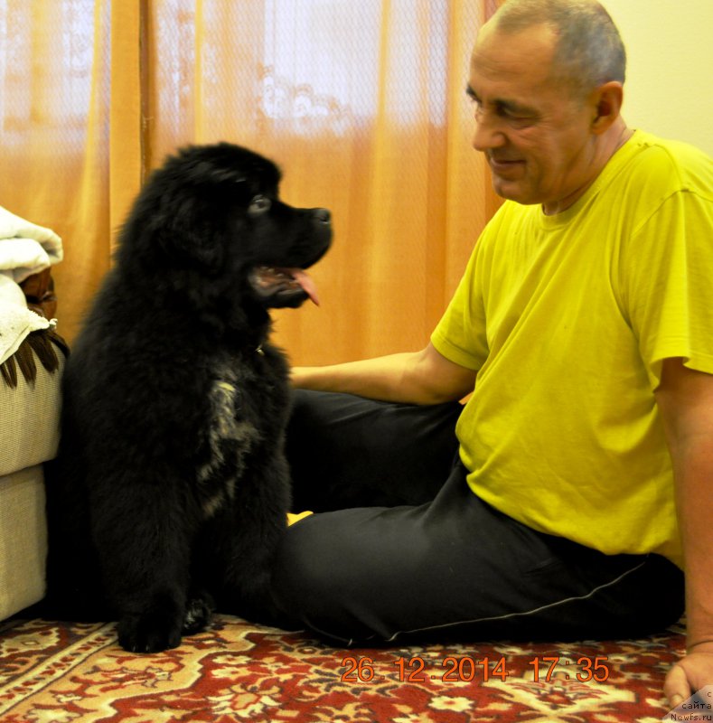 Фото: ньюфаундленд Ballada Zvezdnogo Dara s Berega Dona (Баллада Звездного Дара с Берега Дона)