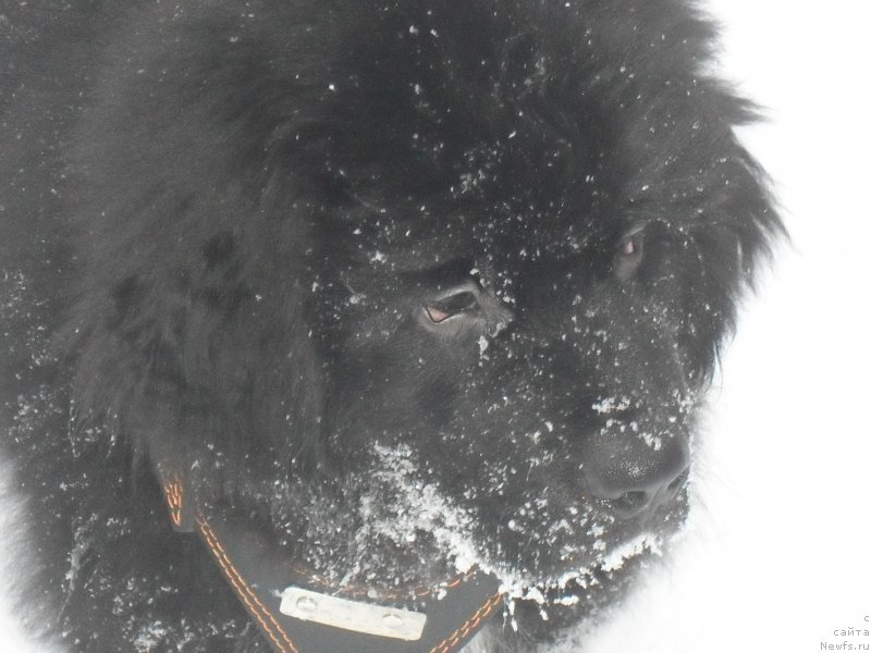 Фото: ньюфаундленд Lionel' (Лионель)