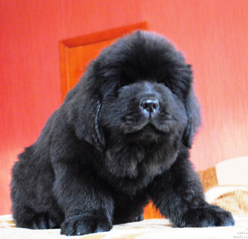 Фото: ньюфаундленд Moya Stihiya Ifeyon Froil Mill (Моя Стихия Ифейон Фроил Милл)