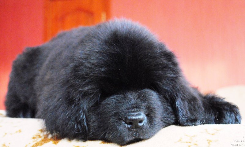 Фото: ньюфаундленд Moya Stihiya Ifeyon Froil Mill (Моя Стихия Ифейон Фроил Милл)