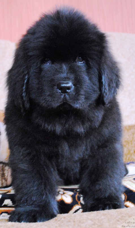 Фото: ньюфаундленд Moya Stihiya Ifeyon Froil Mill (Моя Стихия Ифейон Фроил Милл)