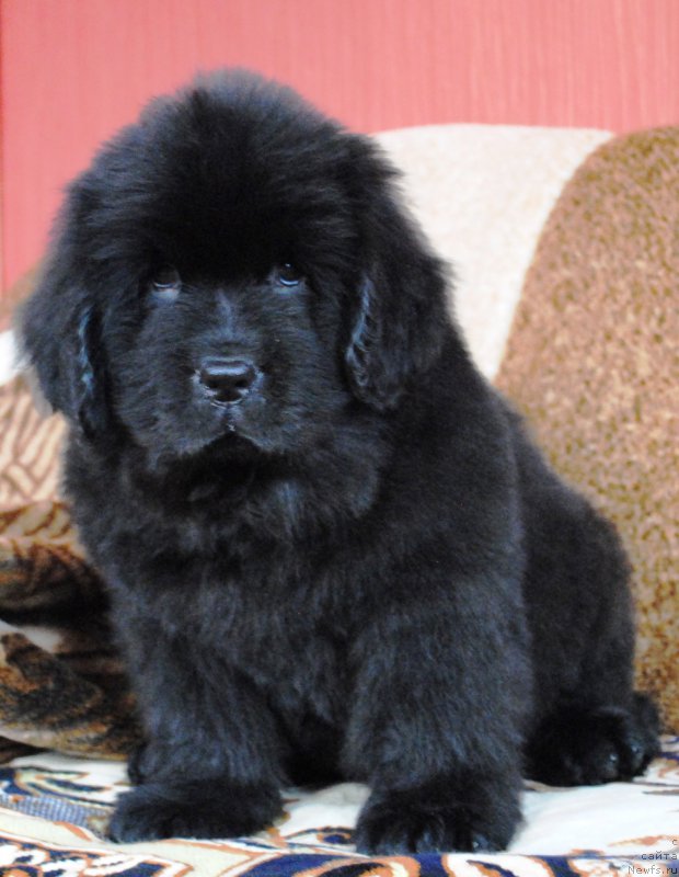 Фото: ньюфаундленд Moya Stihiya Ifeyon Froil Mill (Моя Стихия Ифейон Фроил Милл)