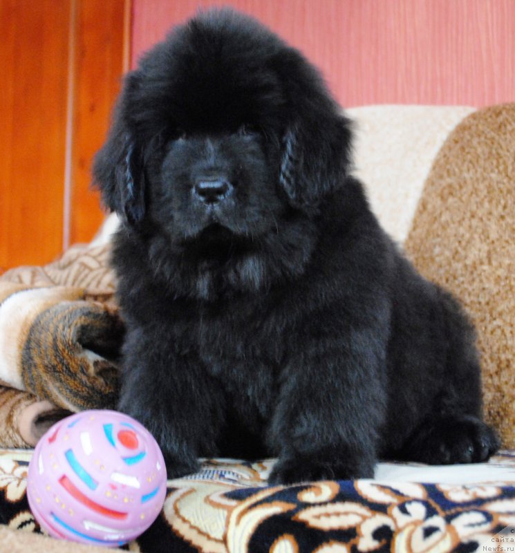 Фото: ньюфаундленд Moya Stihiya Ifeyon Froil Mill (Моя Стихия Ифейон Фроил Милл)