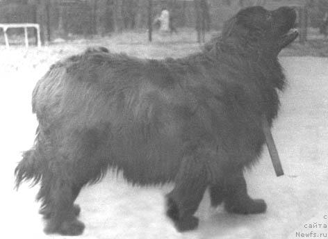 Фото: ньюфаундленд Bagretta Mirt YAr (Багретта Мирт Яр)