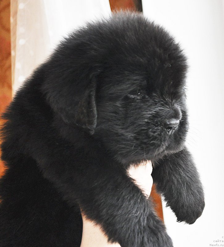 Фото: ньюфаундленд Beguschaya po Volnam Dancing Queen (Бегущая по Волнам Дансинг Квин)