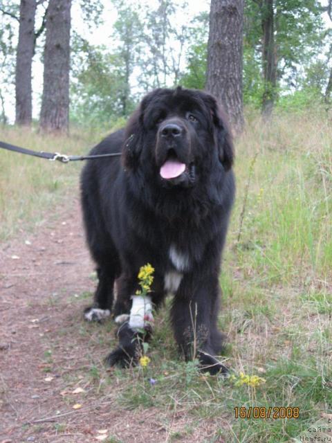 Фото: ньюфаундленд Balustar de Mantal'chino (Балустар де Мантальчино)