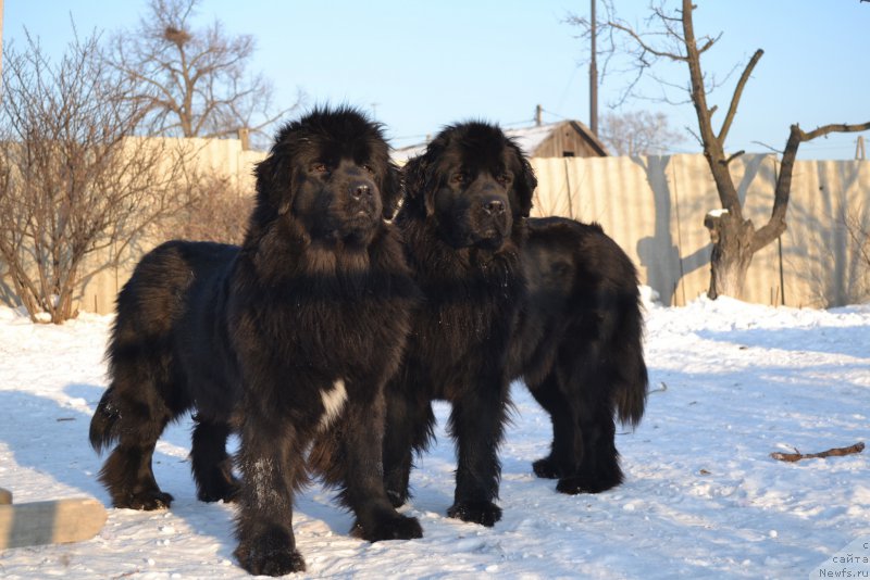 Фото: ньюфаундленд Talisman Morya Mishel' (Талисман Моря Мишель), ньюфаундленд Talisman Morya Magiya Voln (Талисман Моря Магия Волн)