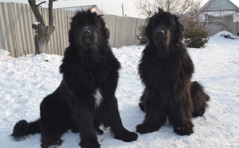 Фото: ньюфаундленд Talisman Morya Mishel' (Талисман Моря Мишель), ньюфаундленд I'm Little Princess Midnight Bear