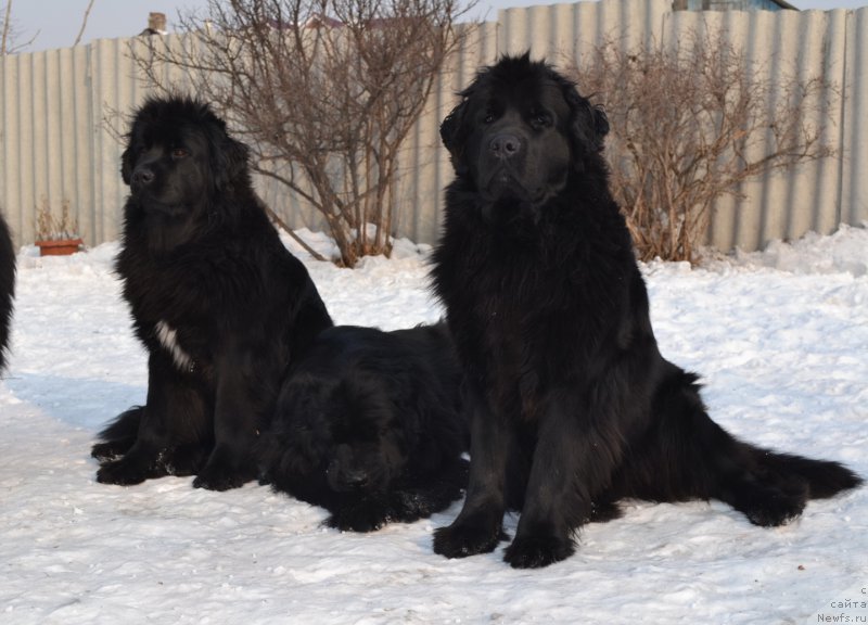 Фото: ньюфаундленд Talisman Morya Mishel' (Талисман Моря Мишель), ньюфаундленд I'm Little Princess Midnight Bear, ньюфаундленд Talisman Morya Magiya Voln (Талисман Моря Магия Волн)
