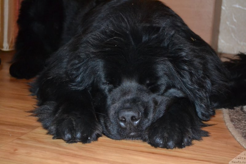 Фото: ньюфаундленд Talisman Morya Mishel' (Талисман Моря Мишель)