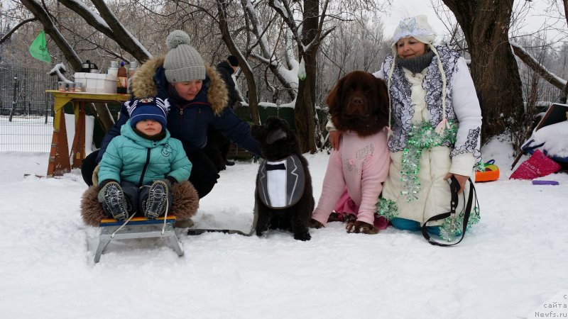 Фото: Natal'ya Smazchikova (Наталья Смазчикова), ньюфаундленд Feerichnaja Fortunatussi s Berega Dona (Фееричная Фортунатусси с Берега Дона), Elena Bogdanova (Елена Богданова), ньюфаундленд Angel Khranitel Gruffidd (Ангел Хранитель Граффидд), Миша