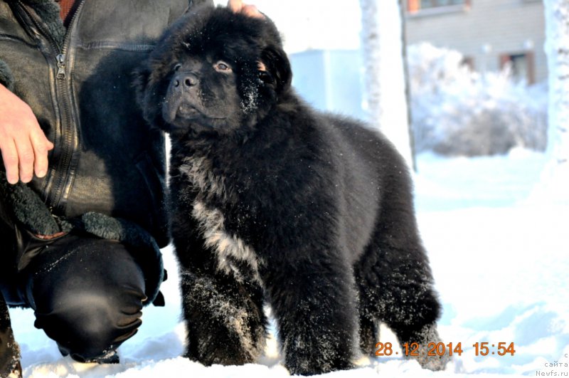 Фото: ньюфаундленд Ballada Zvezdnogo Dara s Berega Dona (Баллада Звездного Дара с Берега Дона)