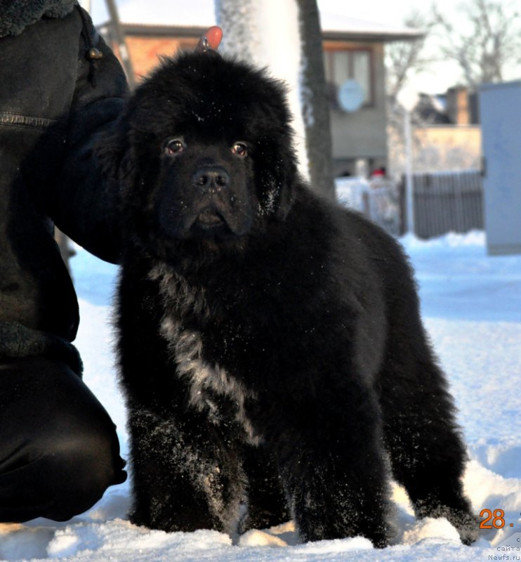 Фото: ньюфаундленд Ballada Zvezdnogo Dara s Berega Dona (Баллада Звездного Дара с Берега Дона)