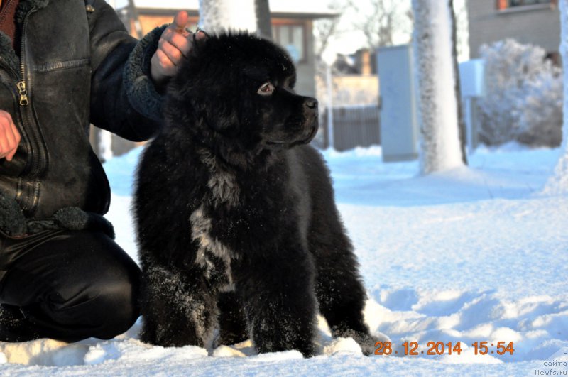 Фото: ньюфаундленд Ballada Zvezdnogo Dara s Berega Dona (Баллада Звездного Дара с Берега Дона)